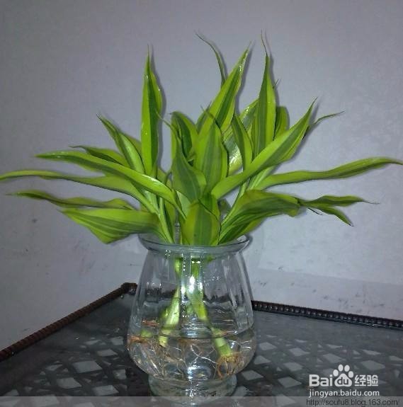 水培富贵竹应该注意哪些问题？