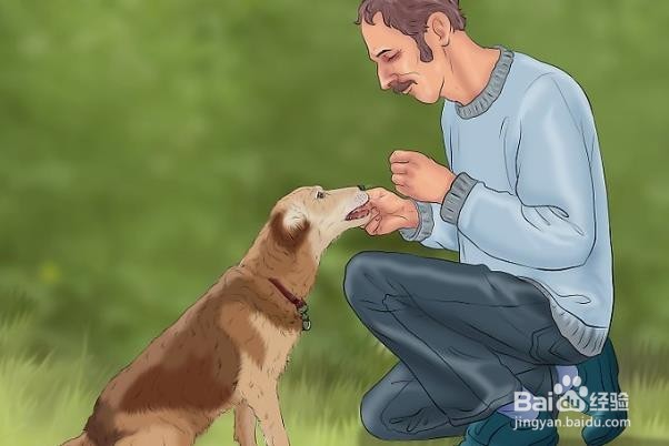怎么训练狗狗衔取训犬方法