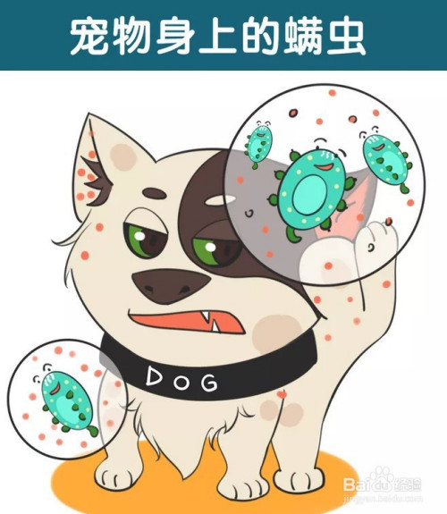 螨虫会产生的地方