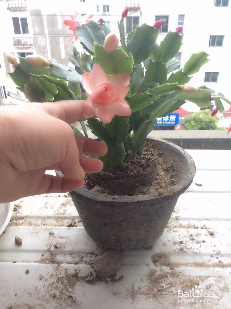 蟹爪兰的养护方法