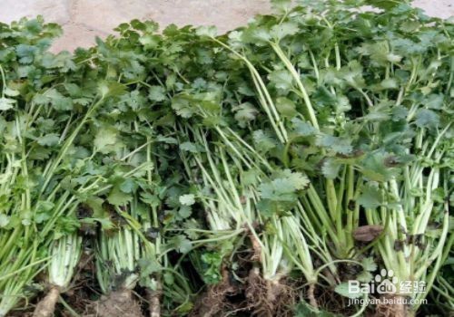 秋天种什么农作物