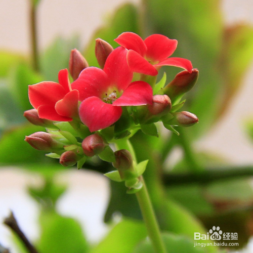 长寿花不开花怎么办？