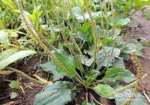 车前草的作用有哪些?