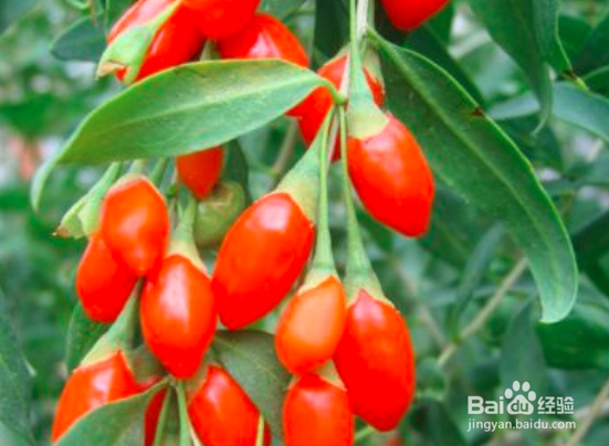 枸杞树叶子发白怎么治疗