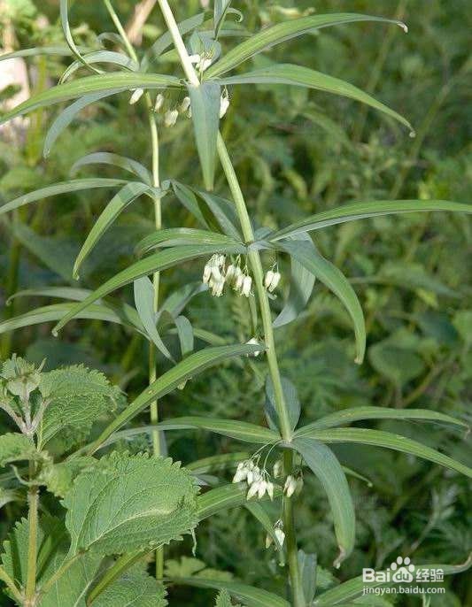 玉竹苗怎么培植