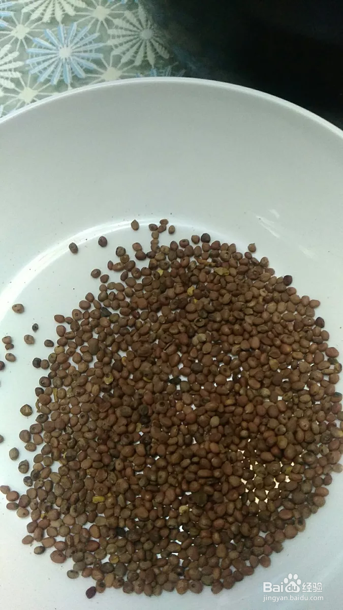 莱菔子的服用方法