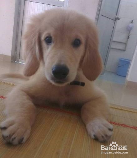 你无可替代的小伙伴。