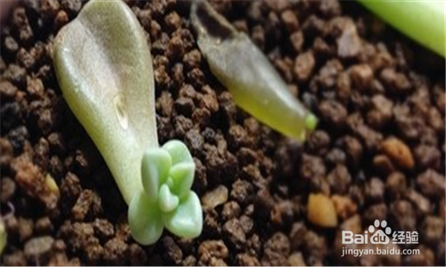如何种植多肉叶插苗