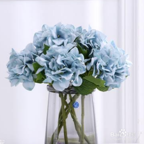 绿罗兰如何盆栽养殖