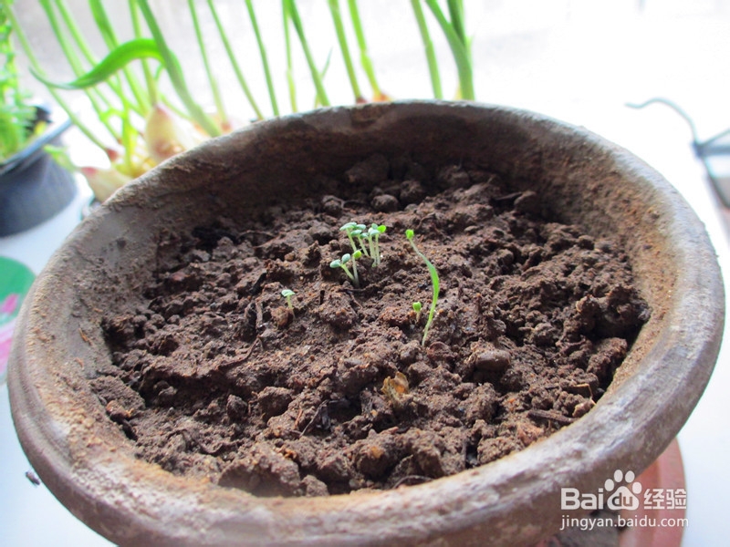 冬日窗台小菜园——柠檬香薄荷