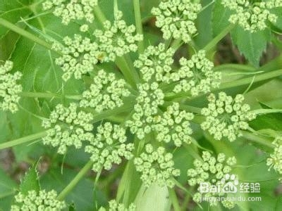 手臂疼痛用当归：[1]血药不容舍当归