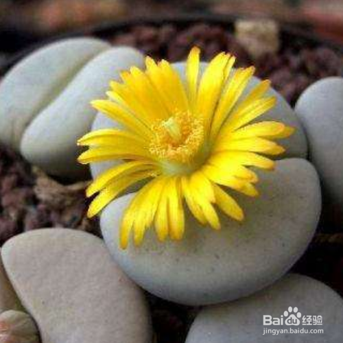 多肉那些好养？