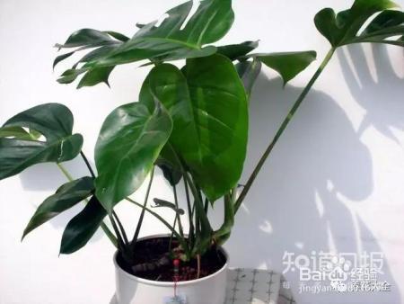 雾霾天,这20种花摆在家里最吸霾!