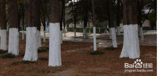 树干刷白灰起什么作用