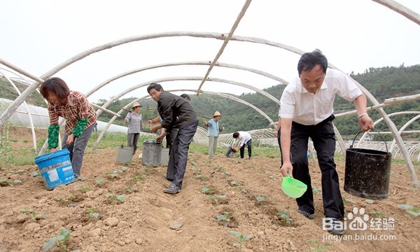 春冬季生菜怎么种植?