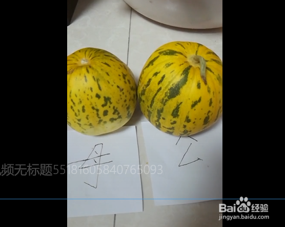 挑选香瓜的小妙招