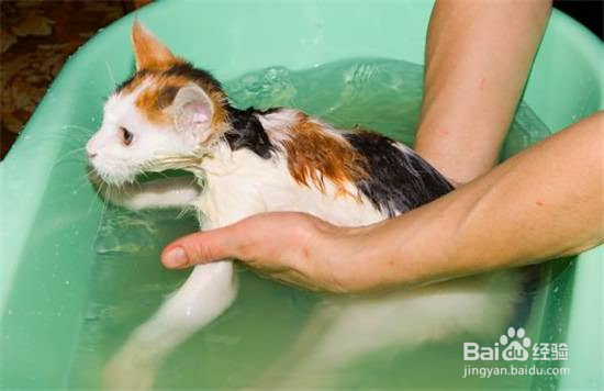 猫咪在什么情况下不要洗澡