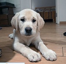 拉布拉多犬寄养朋友家要交代哪四点要求