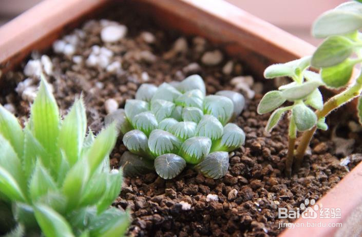 如何种子播种玉露