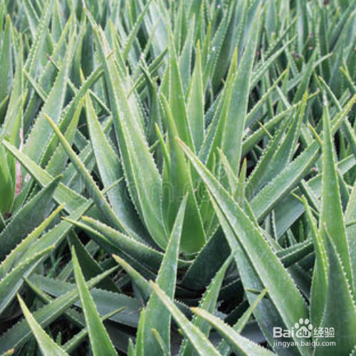 芦荟叶片看起很干该怎么解决？