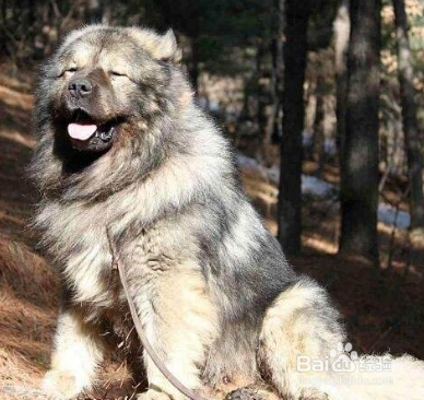 高加索犬怎么喂养