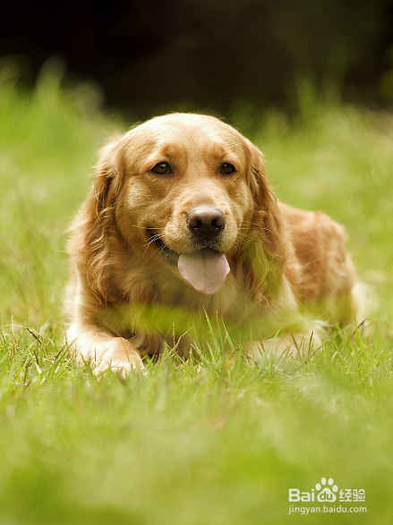 狗狗怎么养才能长寿