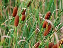 菖蒲的种植方法视频