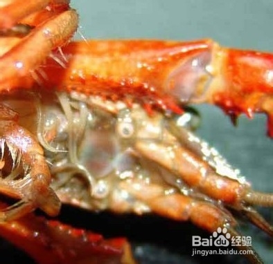 如何选择挑选小龙虾