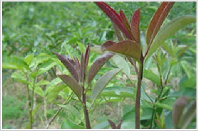 茶改变身体的14个秘密功效