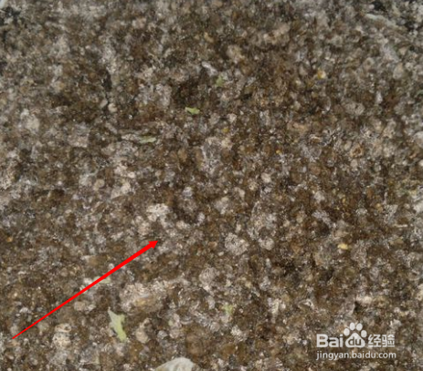 月季花土的配制方法