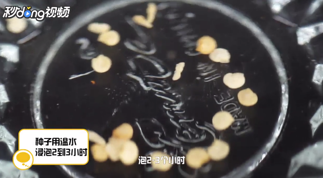 怎么快速让小西红柿的种子发芽