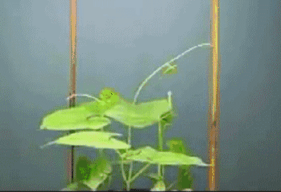植物没有耳朵，却能