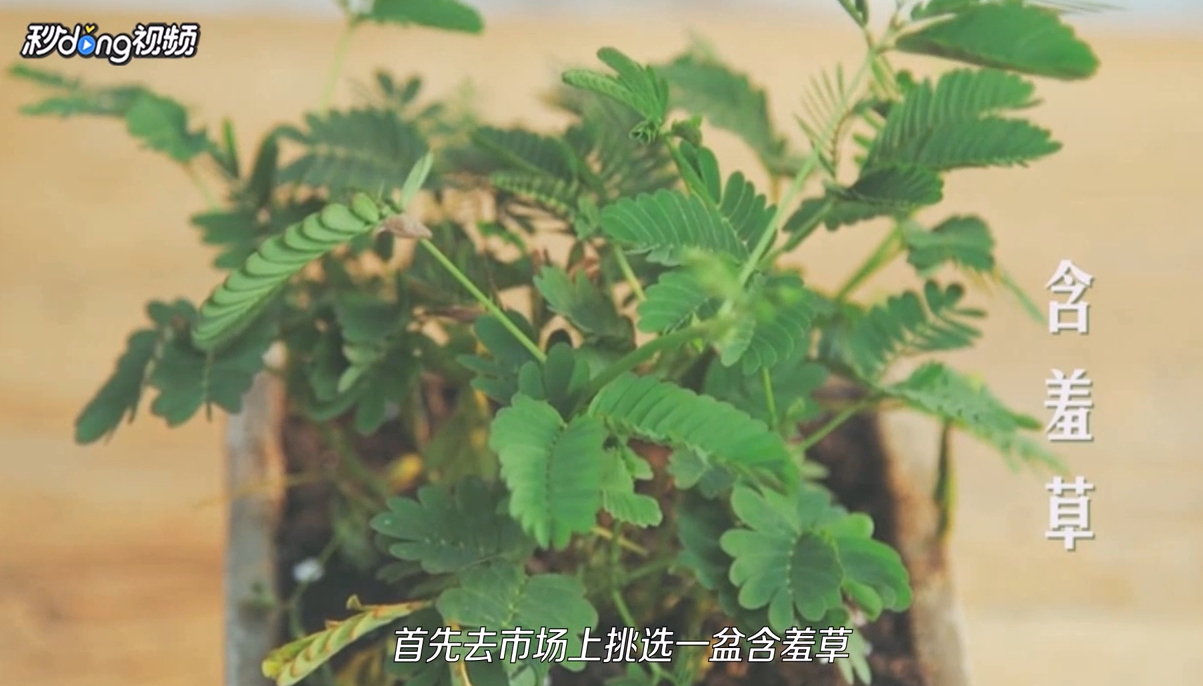 如何轻松地养好一盆含羞草