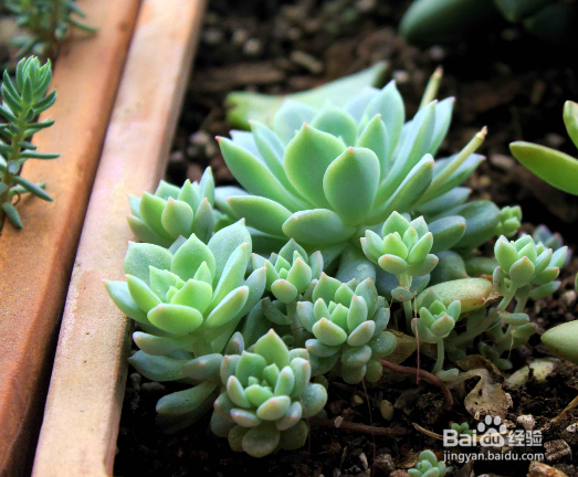 怎样养好多肉植物