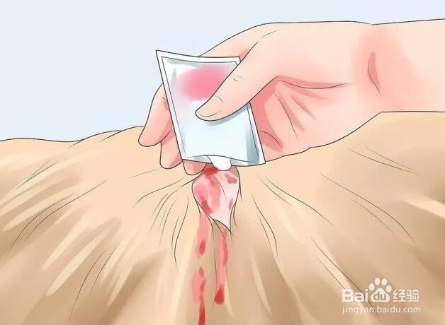 家狗被野狗咬了怎么办