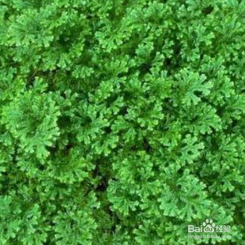 翠云草叶片干黄是怎么了？