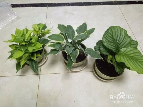 青纹竹芋的养殖方法