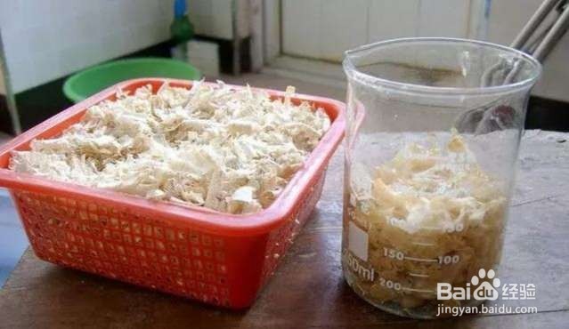 年后君子兰结果子,1个小技巧变成君子兰大户!