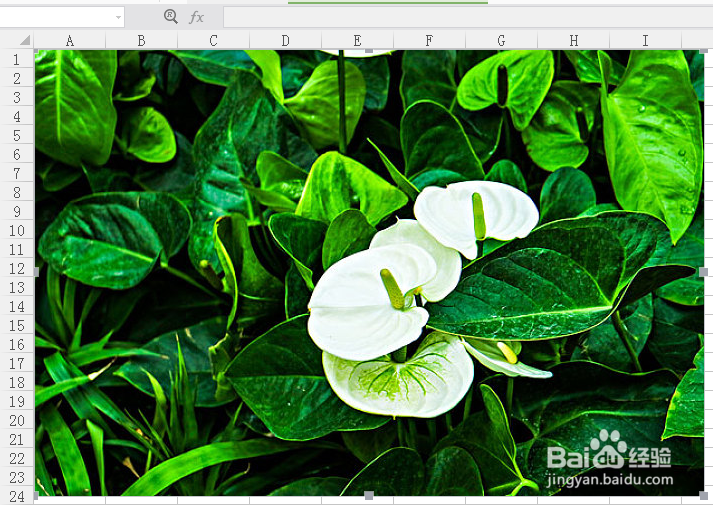 Excel表格如何在插入的图片上添加文字?