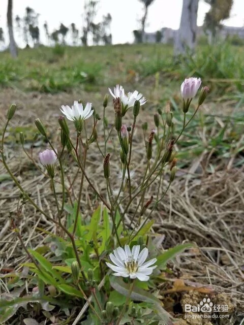 如何准确叫出几种常见菊花的名字