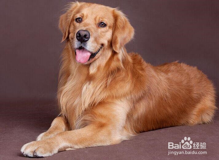 养好金毛犬的方法