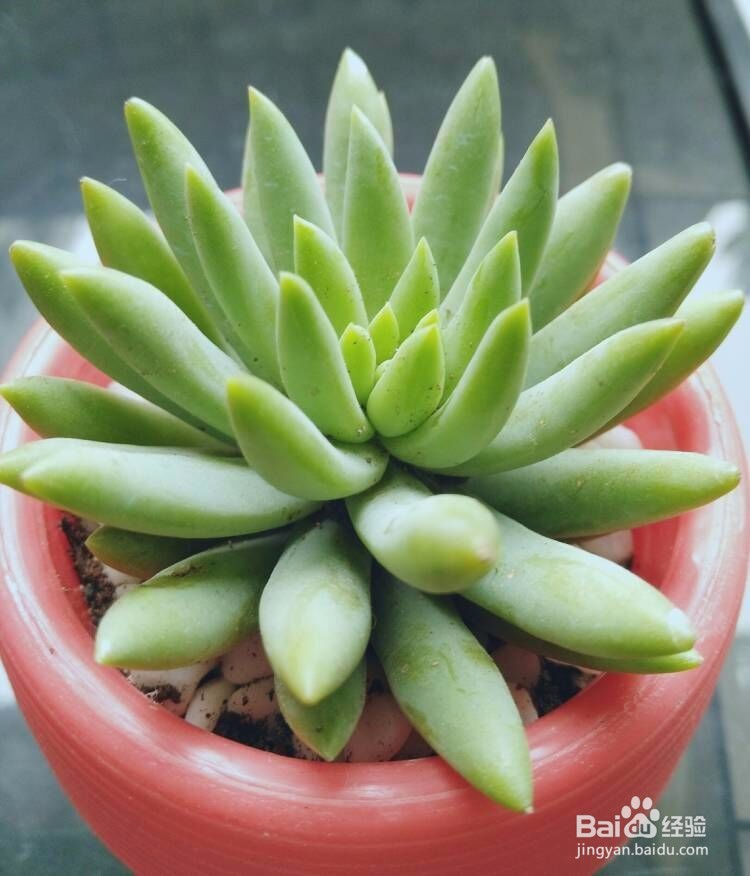 多肉植物怎么样养殖
