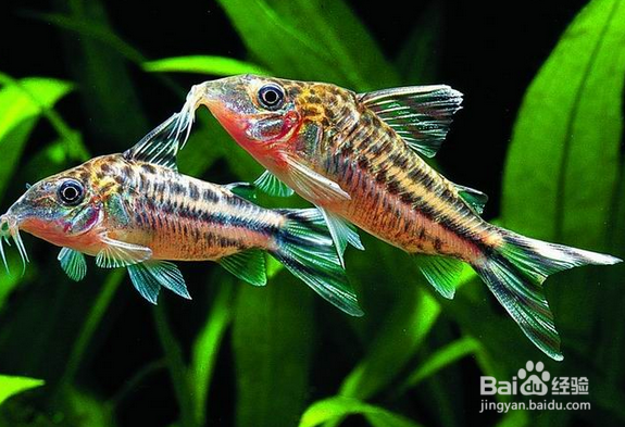 观赏鱼烂尾巴怎么处理