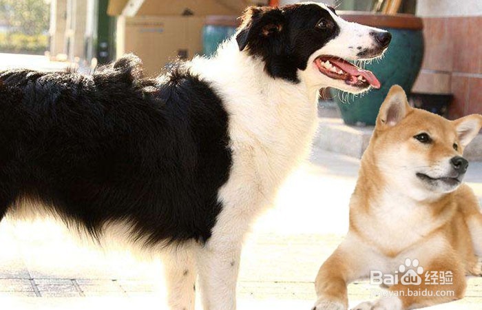 柴犬与边牧窝里斗怎么办?