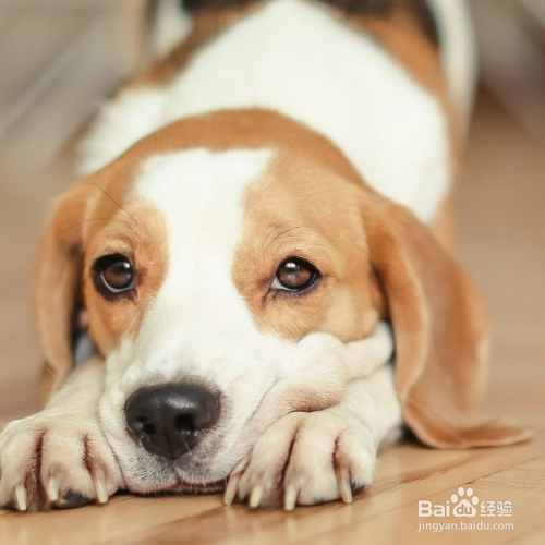 帮狗狗梳毛的正确方法