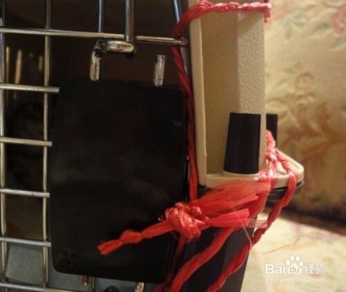 宠物猫如何托运