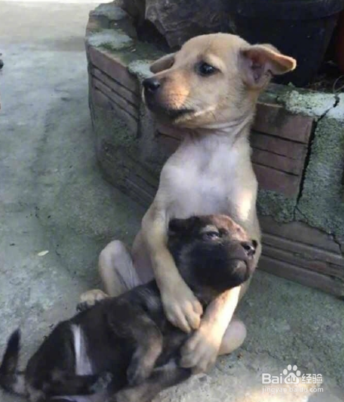 救助站里两只被遗弃的狗狗,迷茫无助的相互拥抱