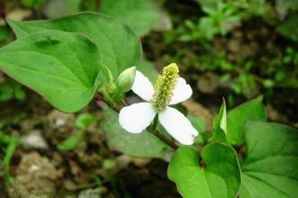 这些药食两用植物适合家中养