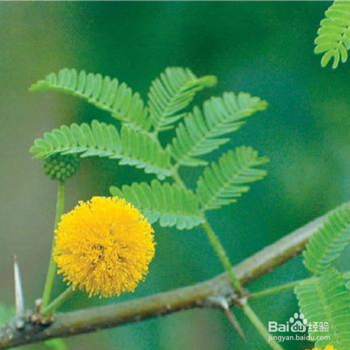 金合欢和合欢的区别有哪些？