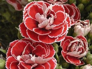 怎样培育香石竹新品种?